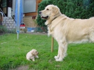 Golden Retriever Adult and Puppy