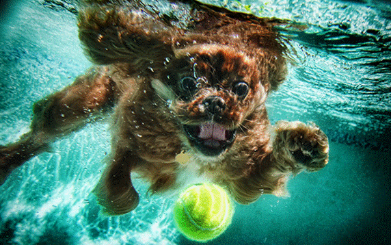 Dog Playing Fetch Underwater