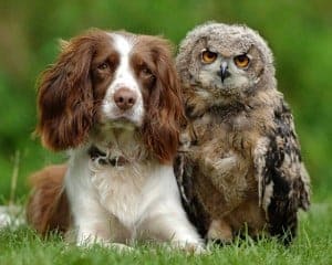 Nosey Dogs Can Find Owls Too
