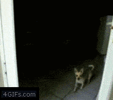 Dog Checking Patio Door