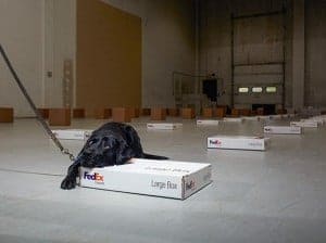 Bomb-Dogs-black-lab-FedEx-boxes-5