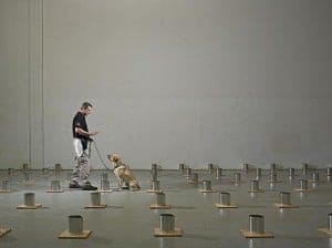 Bomb-Dogs-explosive-detection-canine-training-1