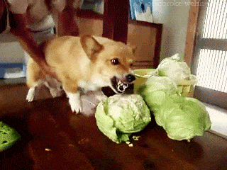 Corgi Dog Hates Cabbage