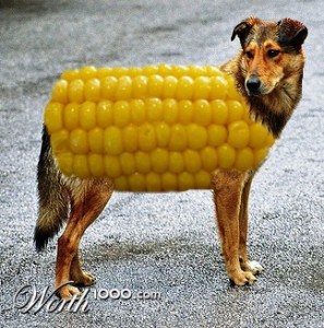 corn-dog