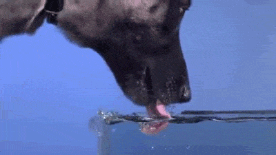 How Dogs Drink Water