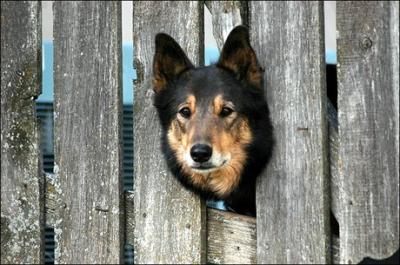 fenced in dog