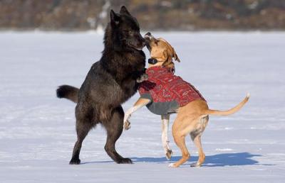 Journal Reference: Friederike Range, Zsófia Virányi. Wolves Are Better Imitators of Conspecifics than Dogs.