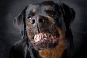 Aggressive Young Rottweiler