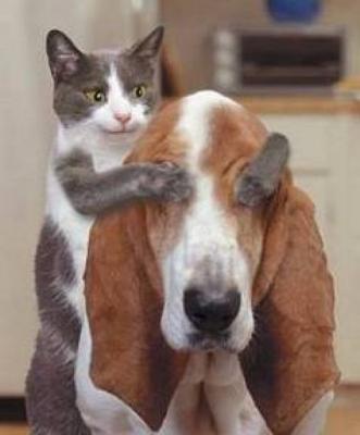 dog and cat friends