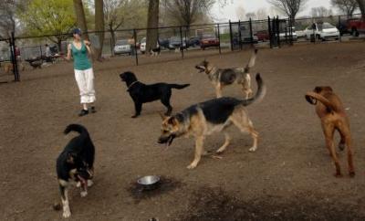 Dog Park Aggression