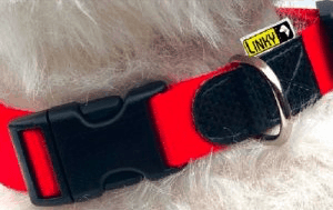 Snap Collars are unsafe for untrained dogs