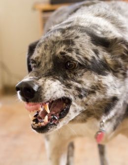 Aggressive Australian Shepherd