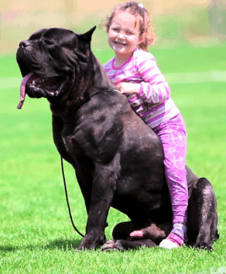 Cane Corso with Child