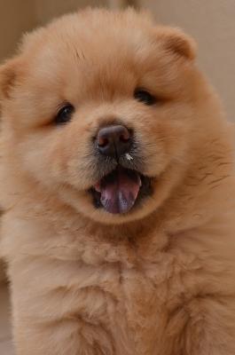 Chow Puppy