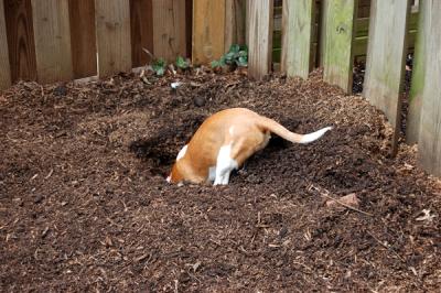 dog in yard unsupervised