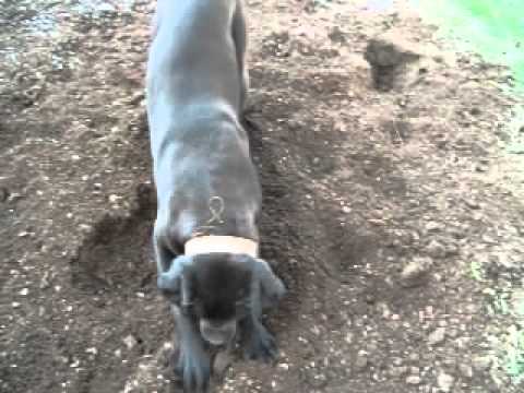 Cane Corso Puppy digging holes in the yard
