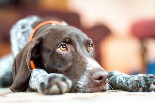 Grieving Dog German Shorthaired Pointer