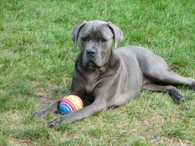 Female Cane Corso With a toy