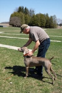companion dog training vs hunting