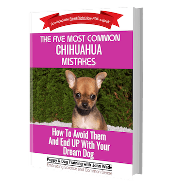 The Five Most Common Chihuahua Mistakes - by John Wade
