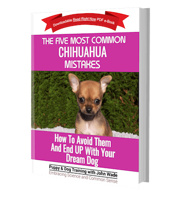 Chihuahua