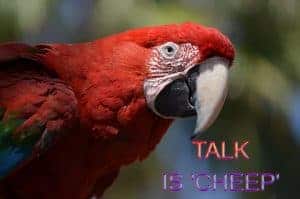 Talk Is Cheep Parrot
