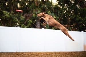 Dog leaping for frisbee