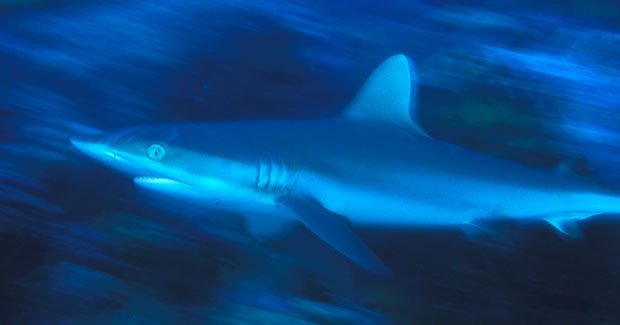 For The Love Of Sharks Australian Geographic