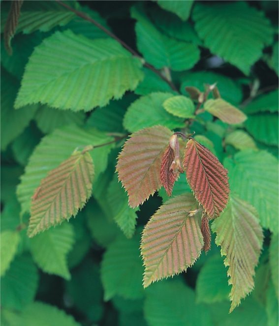 Valkoisen Pyokin Carpinus Betulus Taimet Baltic Plants