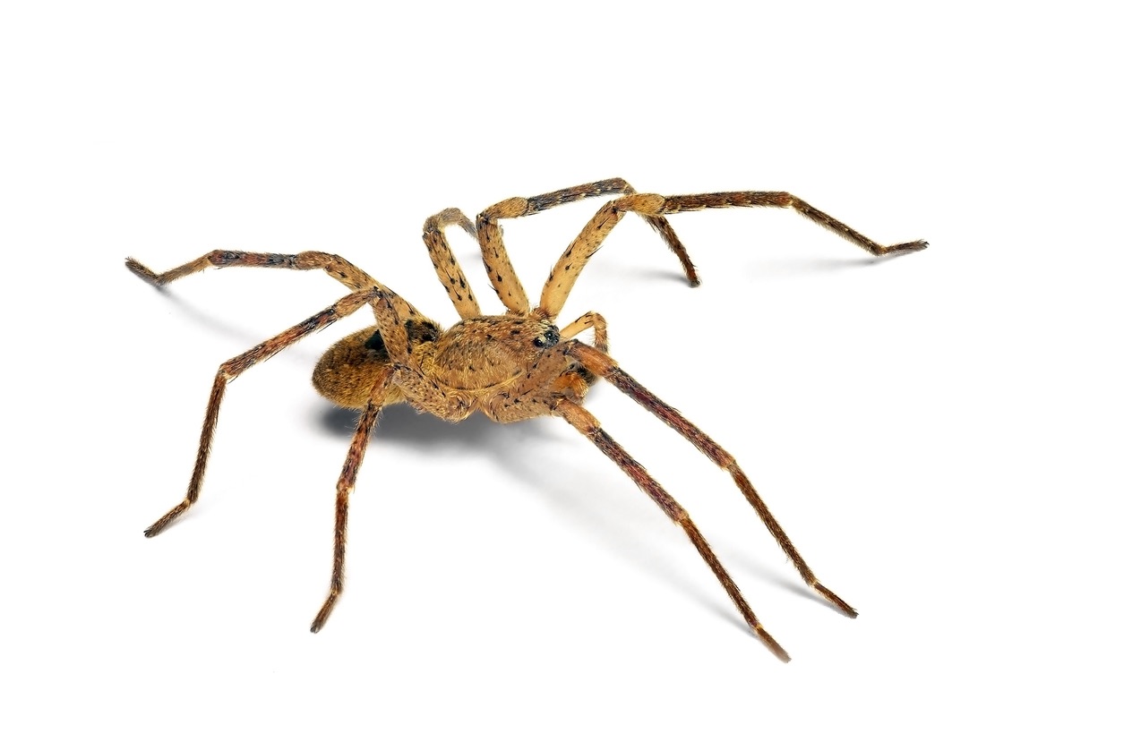 De Valse Wolfspin Is In Nederland Grote Spinnen In Aantocht Bestrijdenvanongedierte