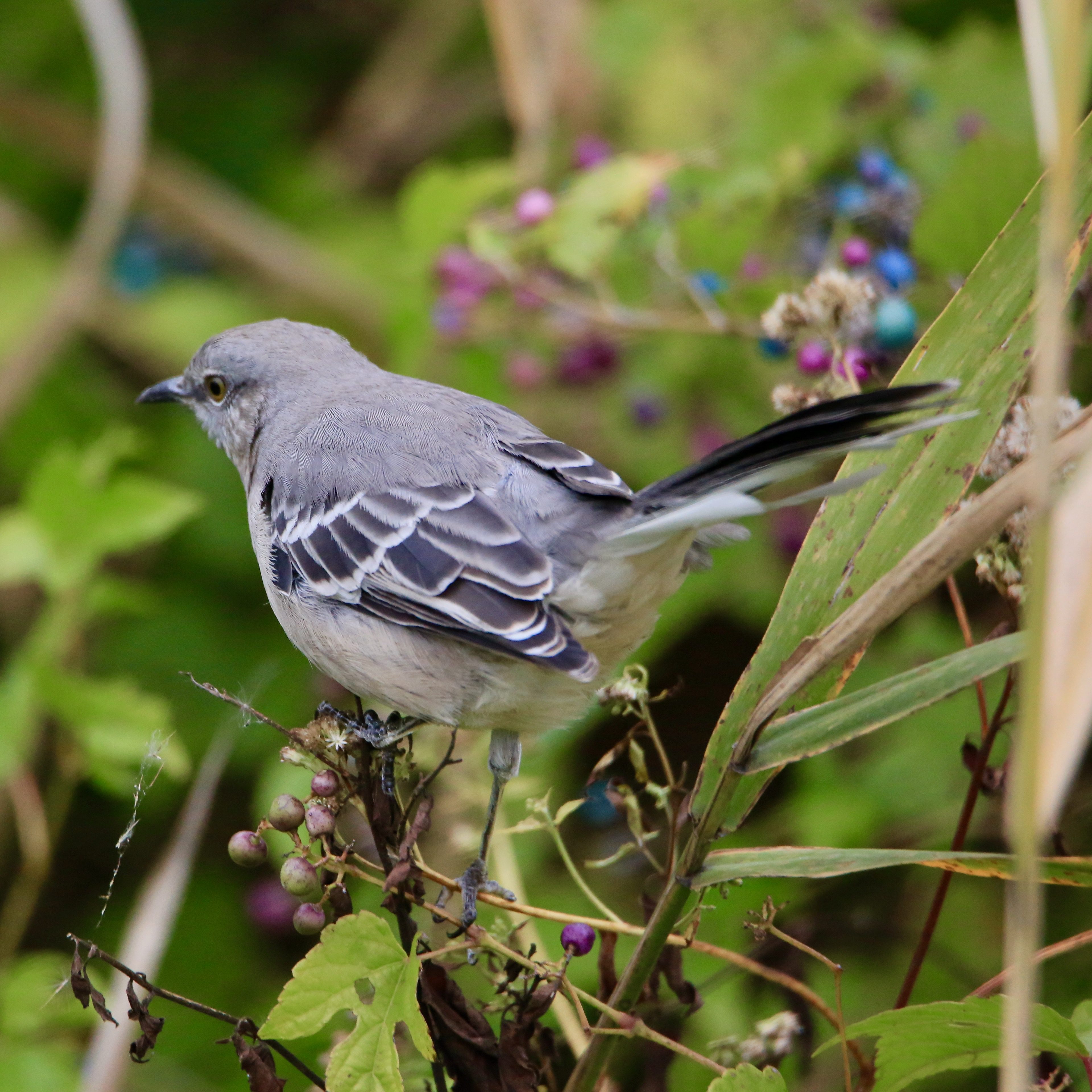 Florida State Bird Bird Watching Academy