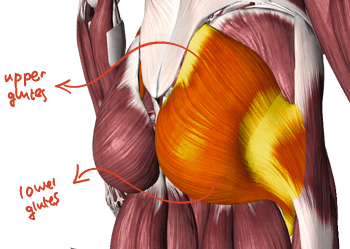 The Best Exercises For The Glutes