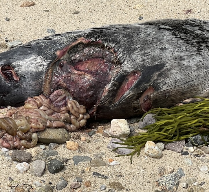 A dead seal with a shark bite was found in Truro over the weekend. (Sharktivity app screenshot)