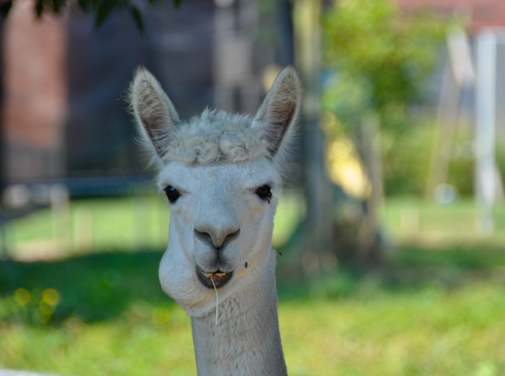 Lama