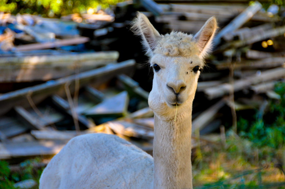 lama