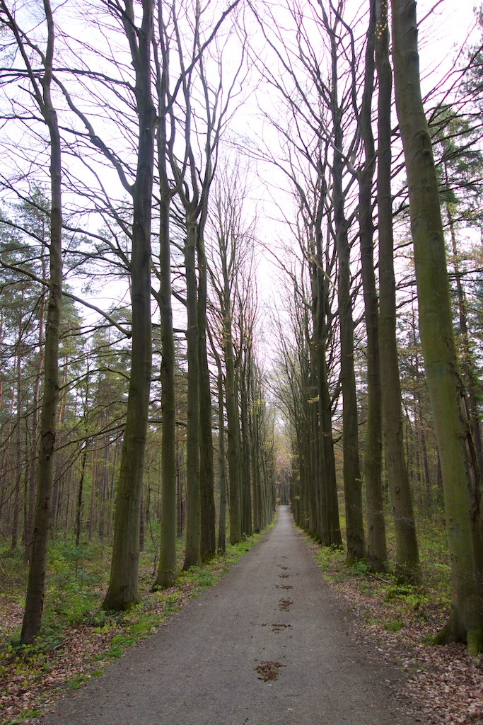 Hverlee bos