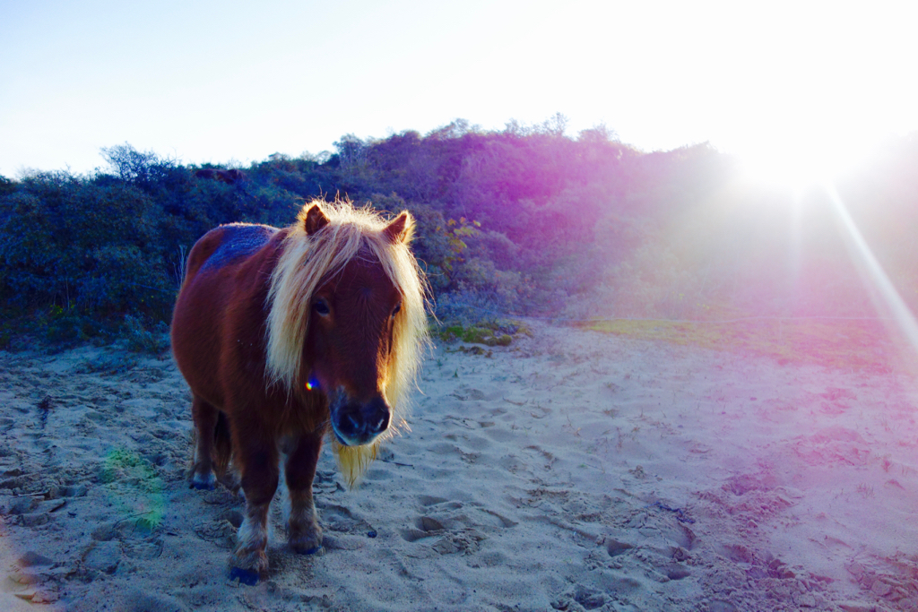 duinen