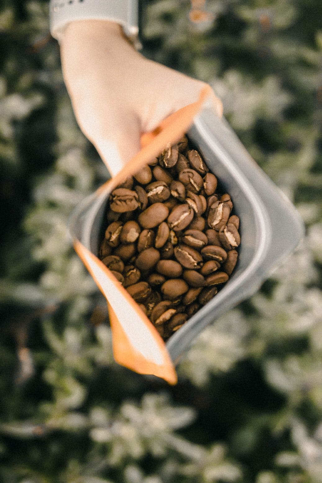 Guatemala Huehuetenango Café Altura