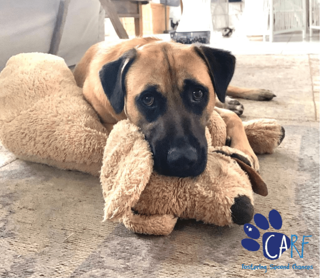 Hond Zoekt Baas Geef Jij Guapo Uit Curacao Een 2e Kans In Nederland