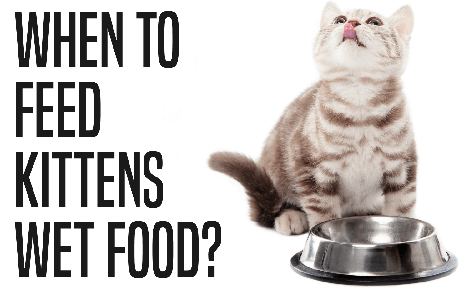 How Long Should Kittens Eat Kitten Food Catwiki