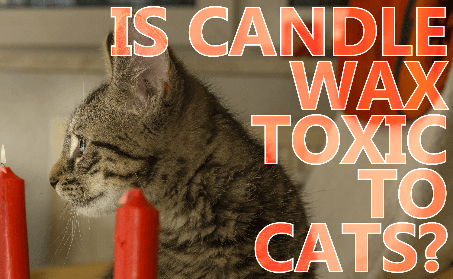 Is Candle Wax Toxic To Cats Catwiki