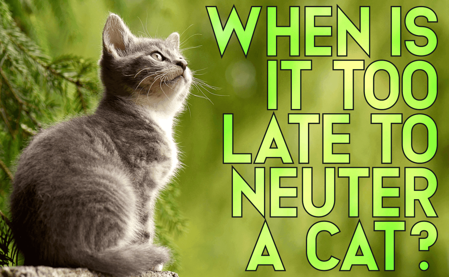 When Is It Too Late To Neuter A Cat Catwiki
