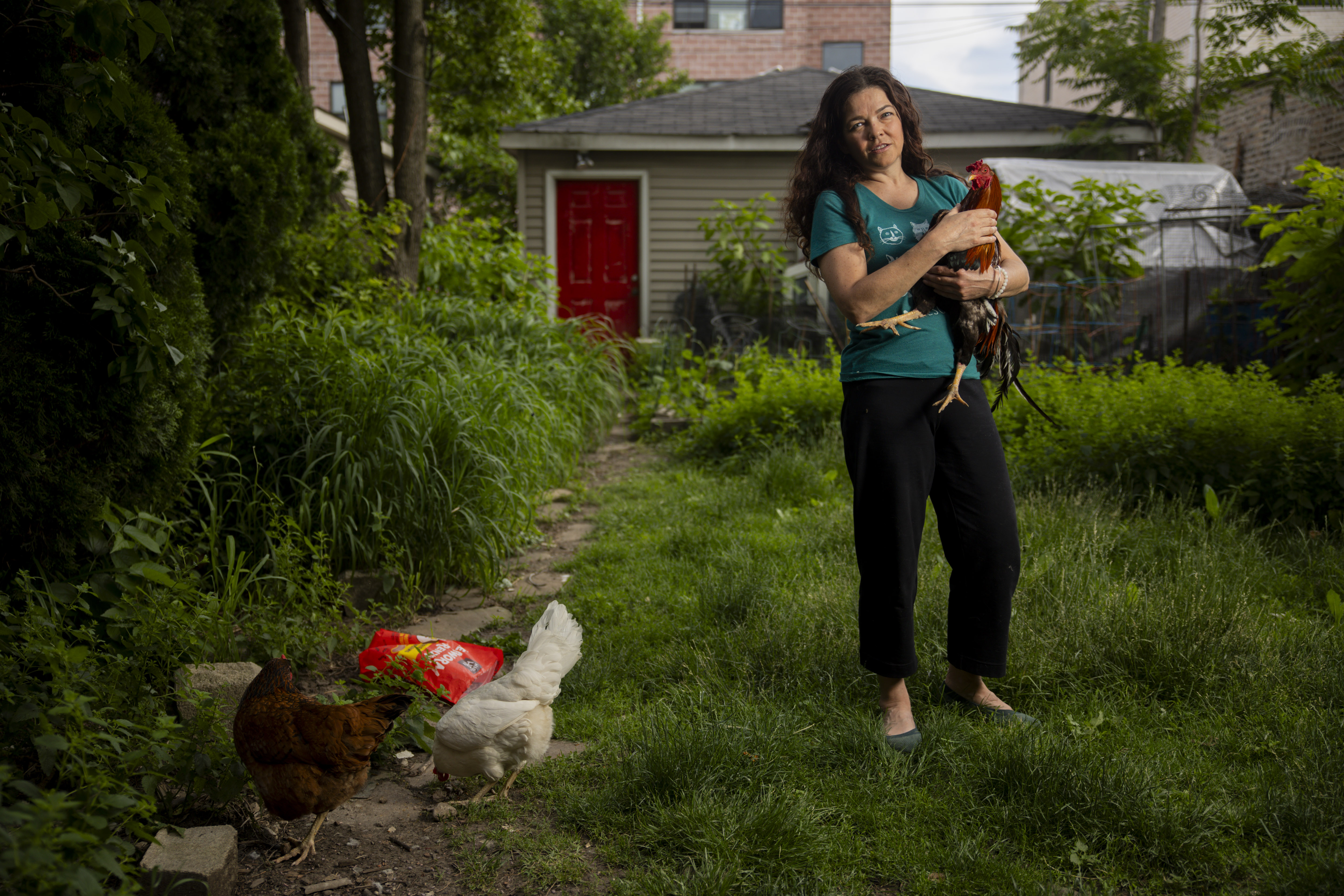 Jenny Schlueter poses for a portrait with her rooster named Luis in the backyard of her home on June 7, 2024, in Chicago. (Vincent Alban/Chicago Tribune)