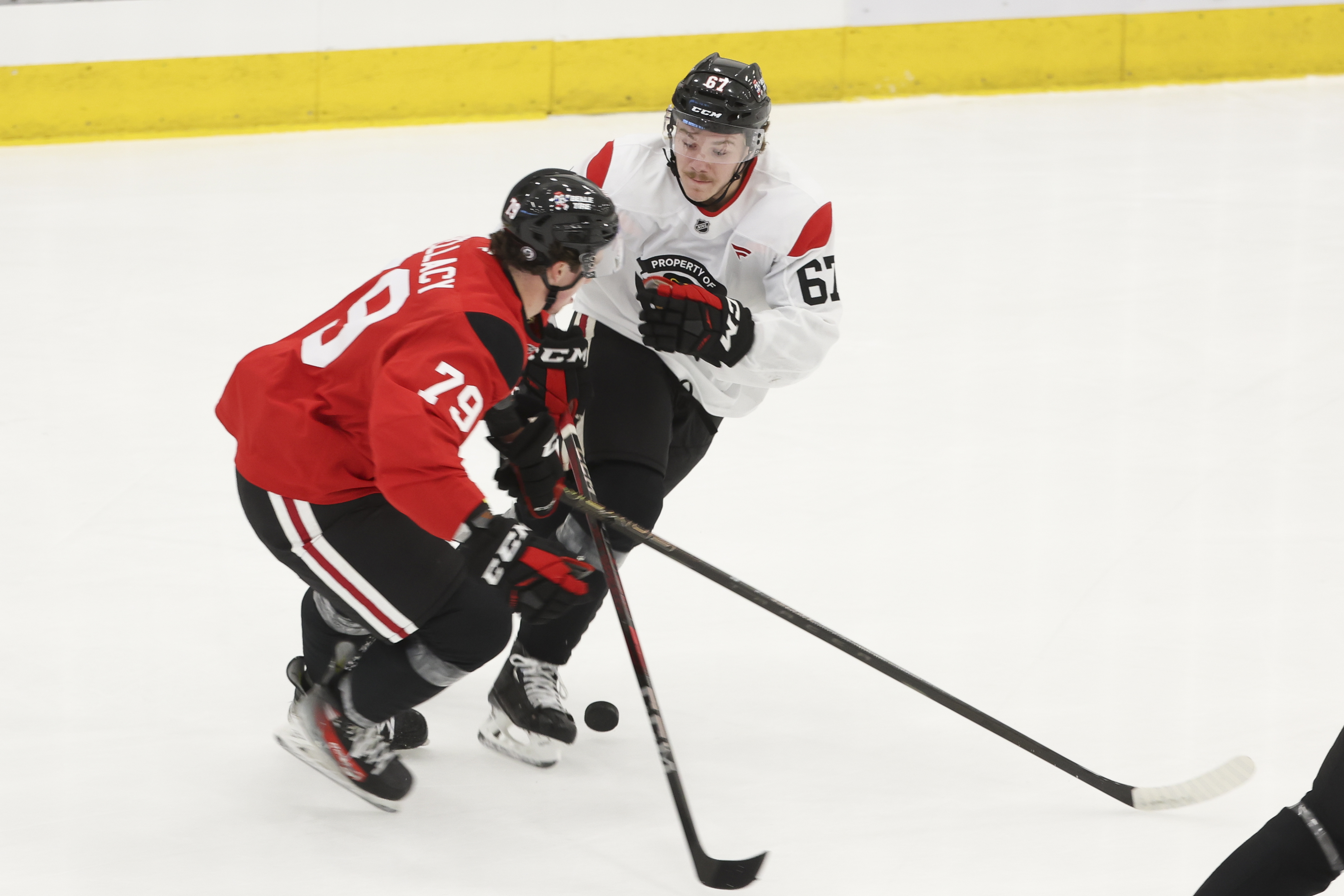 Chicago Blackhawks prospects AJ Spellacy (79) and Samuel Savoie (67) battle for the puck during the first day of training camp at Fifth Third Arena on Thursday, Sept. 19, 2024. (Eileen T. Meslar/Chicago Tribune)