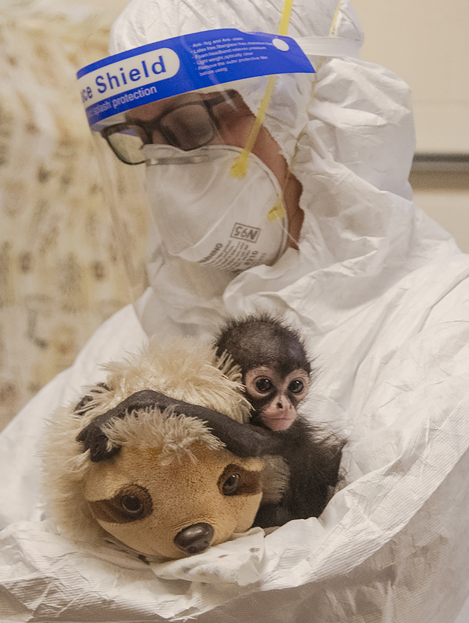 One of three baby spider monkeys confiscated at the U.S.-Mexico border receives specialized treatment for malnourishment and lethargy on Sept. 14, 2023, at the Paul Harter Veterinary Medical Center at the San Diego Zoo Safari Park. (Laura Vero/San Diego Zoo Wildlife Alliance)