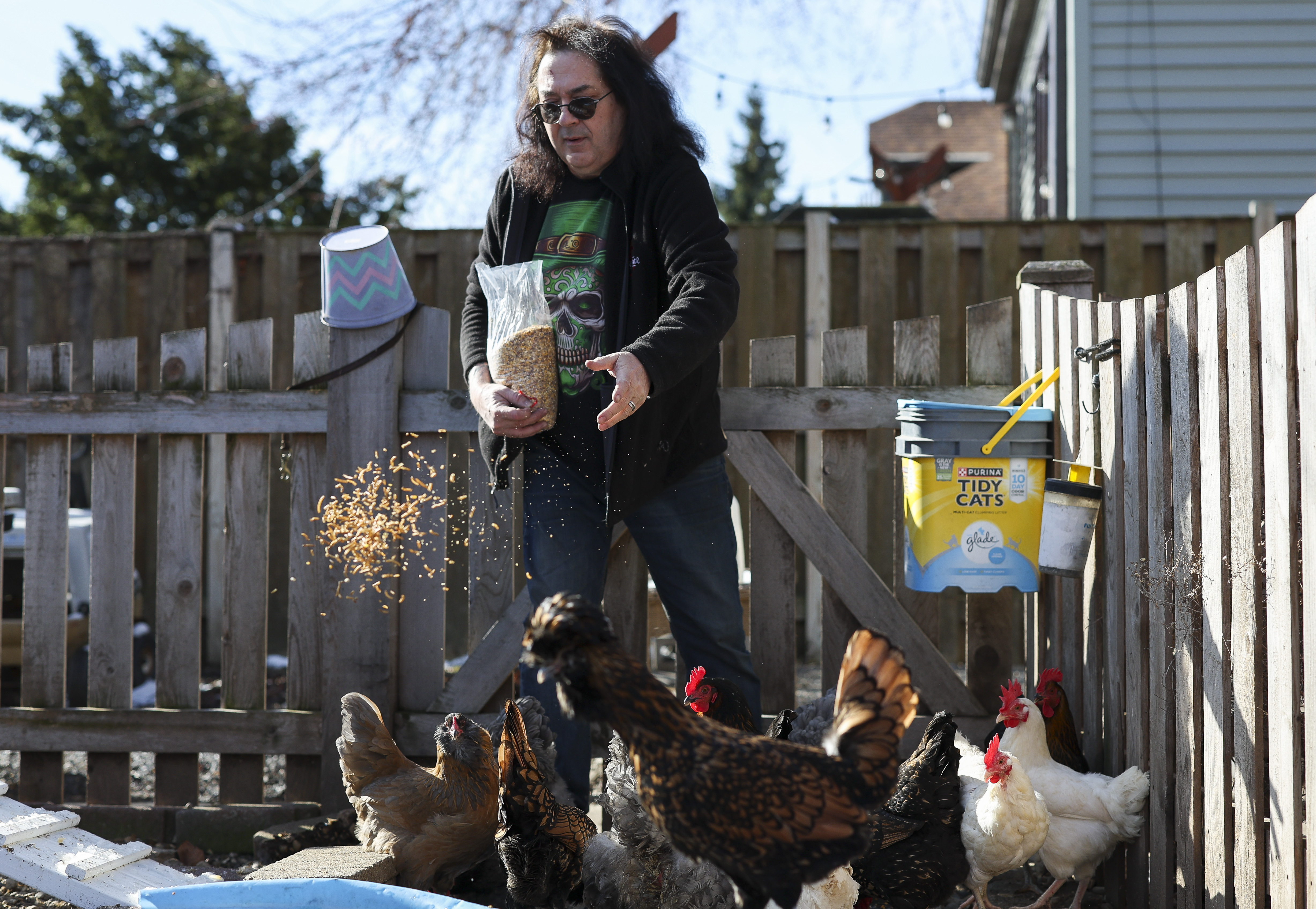 Jim Irwin feeds his chickens in the backyard of his Chicago home on March 17, 2025. (Eileen T. Meslar/Chicago Tribune)