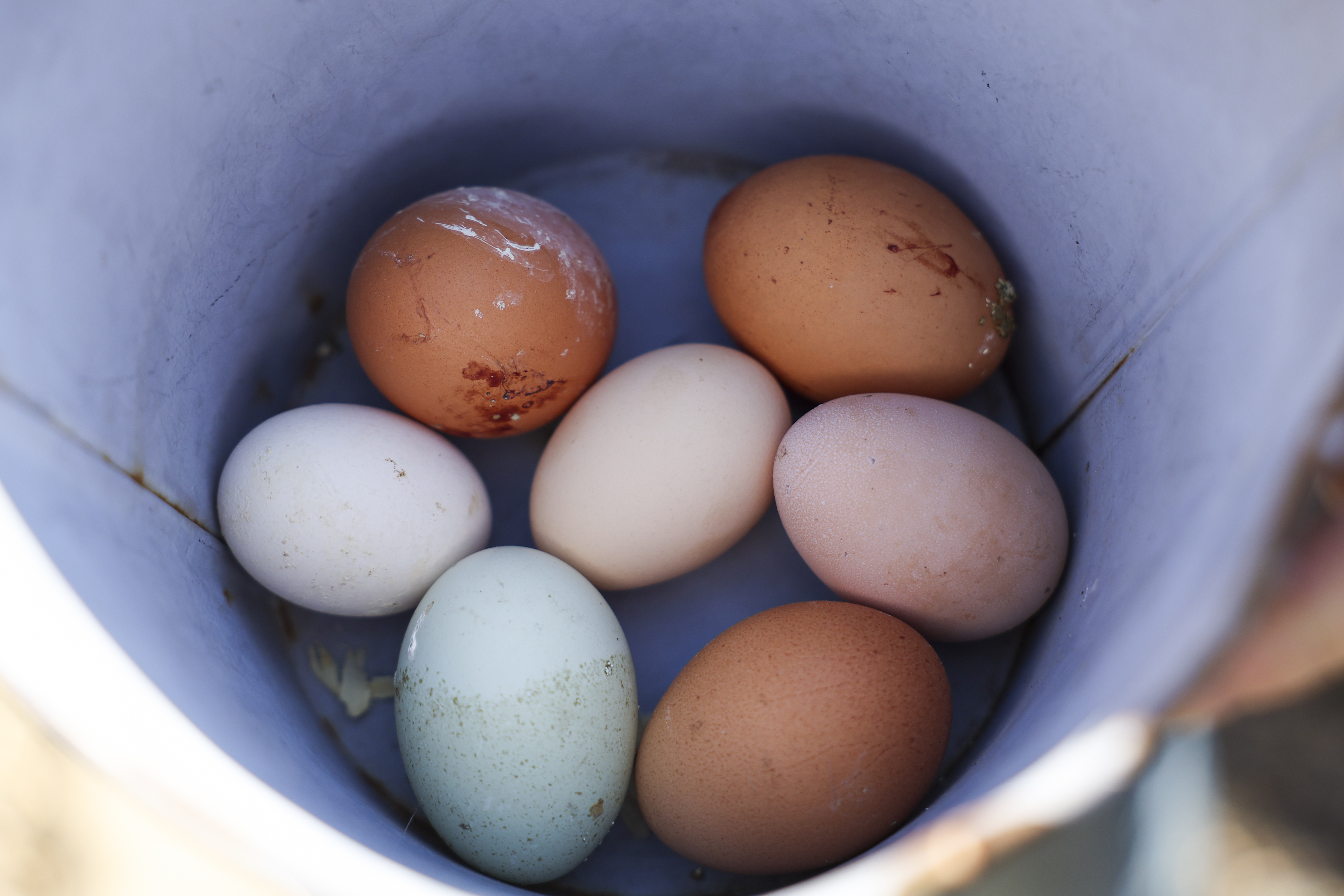 Eggs are collected from Jim Irwin's chicken coop in his backyard in Albany Park on March 17, 2025. (Eileen T. Meslar/Chicago Tribune)
