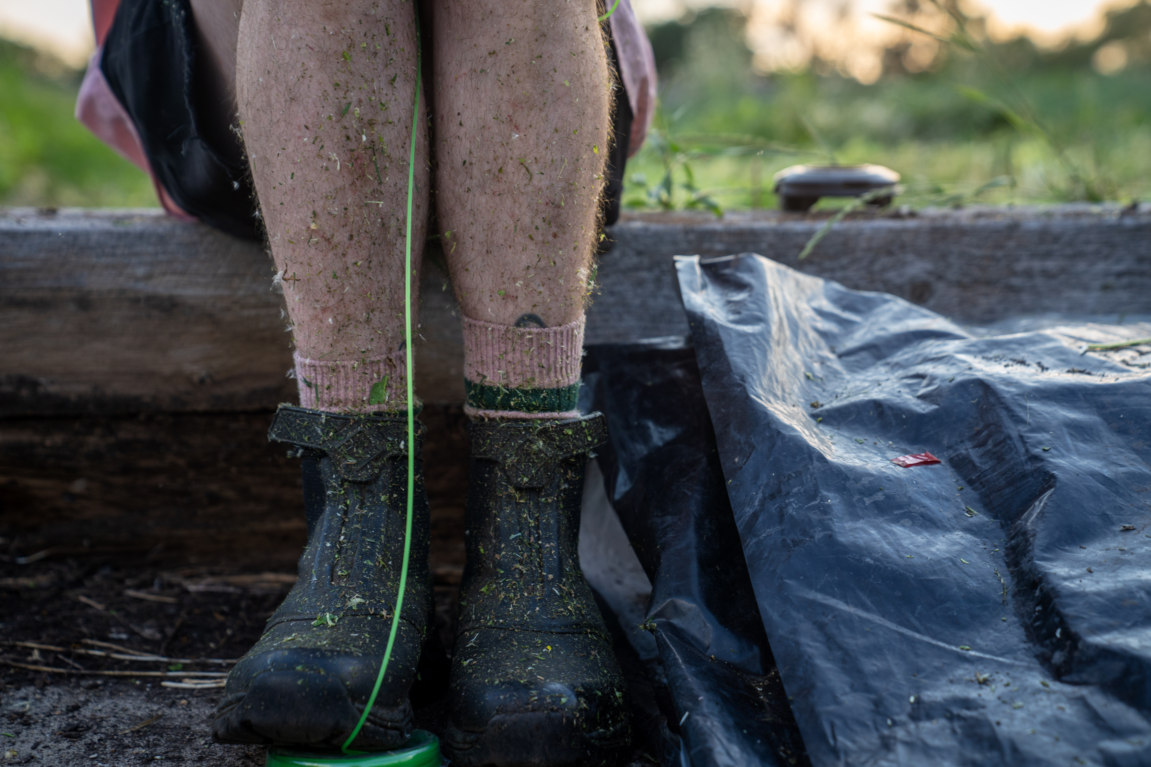Weeds cover the calves of Jarvi Schneider as they work on retying a weed wacker during sunset at one of Otter Oaks Farm's plots in Chicago on July 3, 2025. (Audrey Richardson/Chicago Tribune)