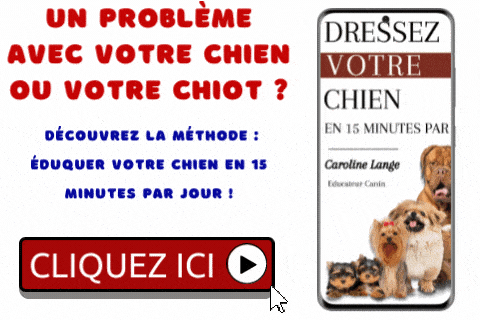 Comment Rendre Son Chiot Propre La Nuit Voici 5 Methodes Pour Reussir