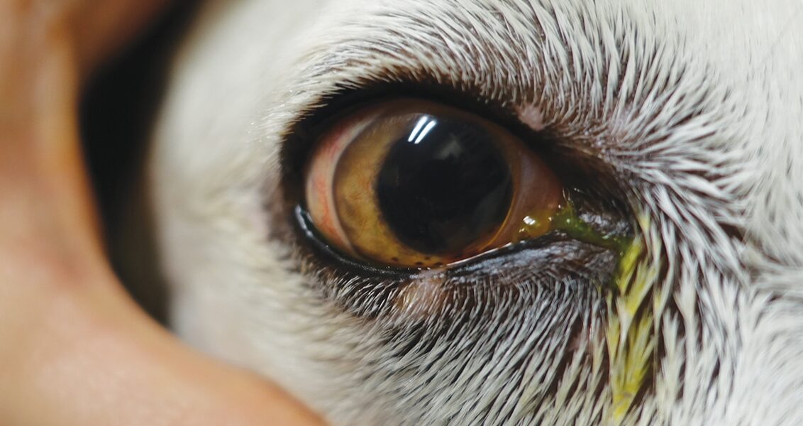 La Congiuntivite Allergica Clinica Veterinaria Spinaceto